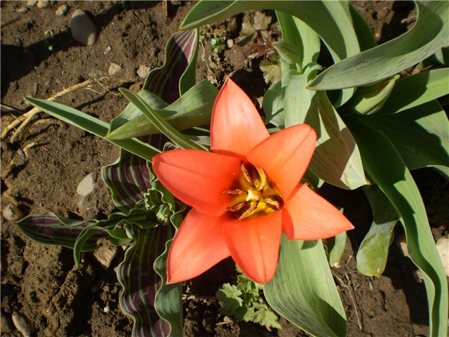 tulipan